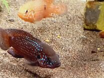 Аквариумные рыбки цихлиды(хромисы)