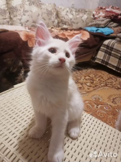 Мейн-кун мальчик