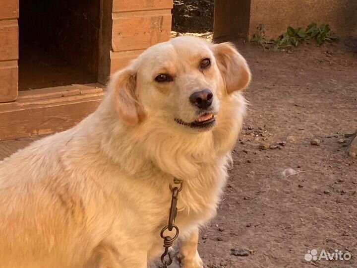 Звоночек в добрые руки