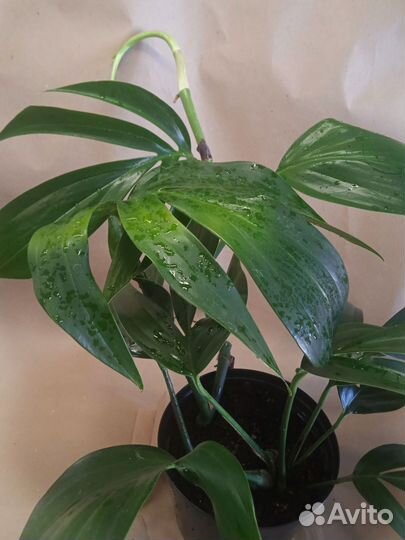 Эпипремнум Dragon tail