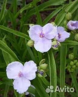 Традесканция садовая 2 вида