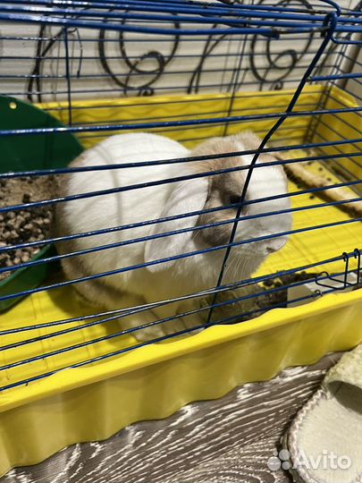 Кролик декаративный