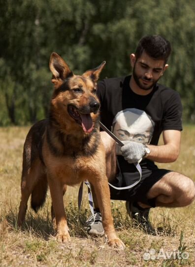 Спасите Тима