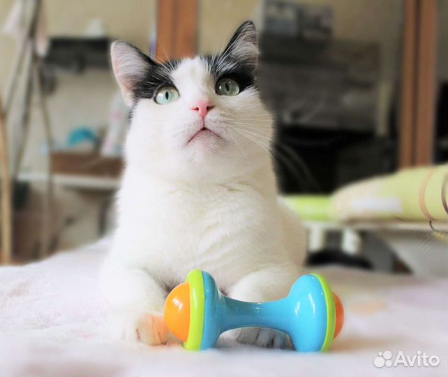 Кошечка Бэлла в добрые руки