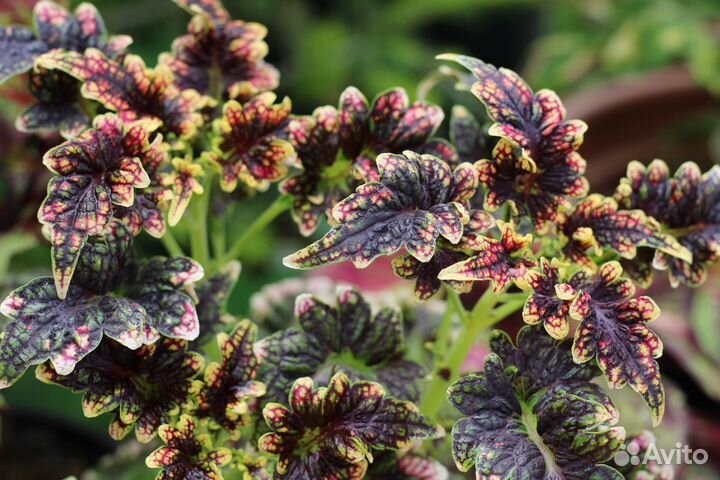 Колеусы сортовые