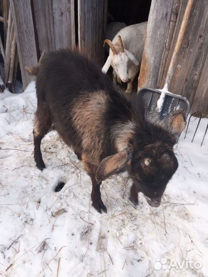 Козы и козел