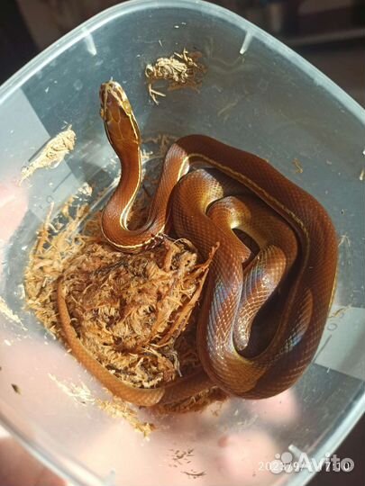 Маисовый полоз