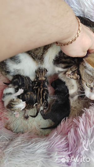 Котята в добрые руки