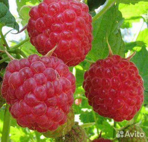 Саженцы малины, смородины, облепихи, ежемалины