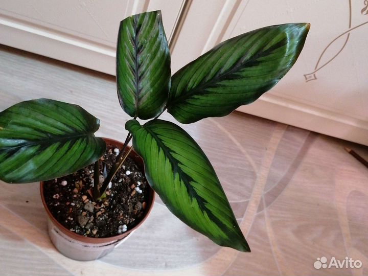 Калатея Вилсон Принцеп