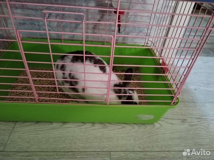 Кролик, попугай, крысы