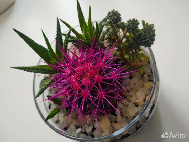 Суккуленты