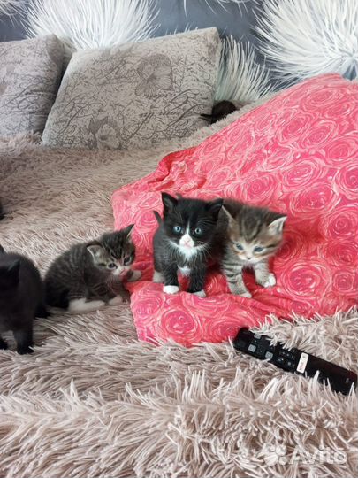 Котята в добрые руки