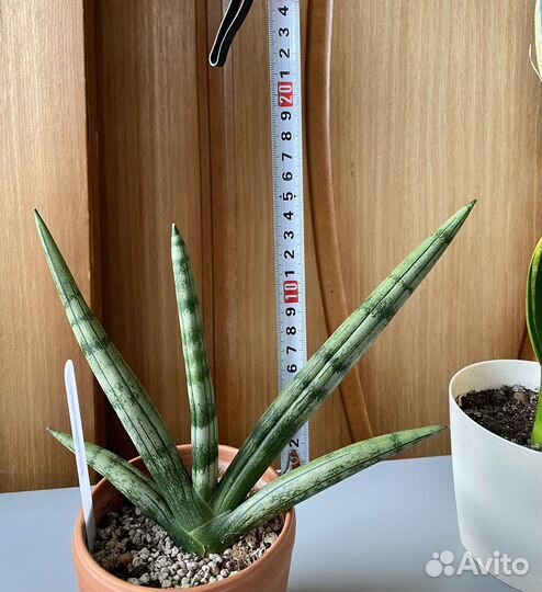 Сансевиерия Boncellensis. Бонсель