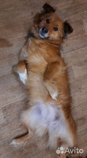 Марта ищет дом