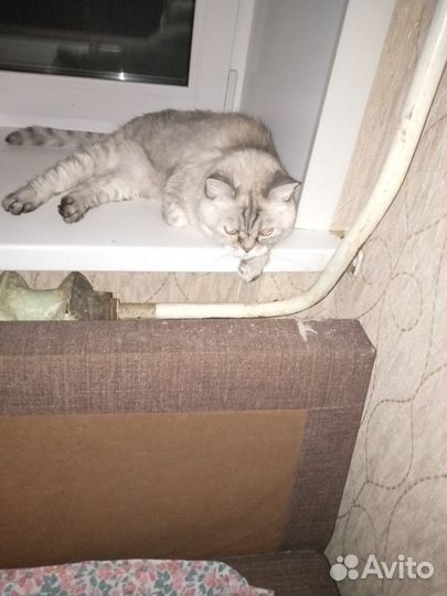 Кошка в дар