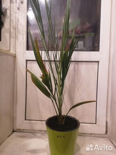 Финиковая пальмы