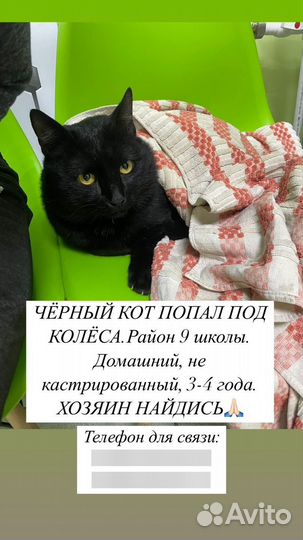 Черный кот