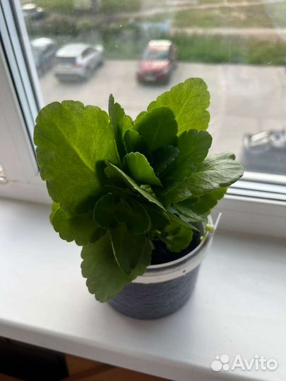 Комнатные цветы