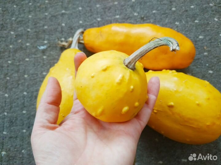 Семена декоративной тыквы,чуфы