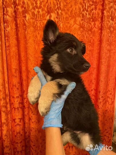 Щенки от бордер колли. В добрые руки