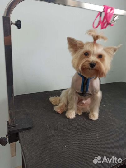 Груминг кошек и собак на дому