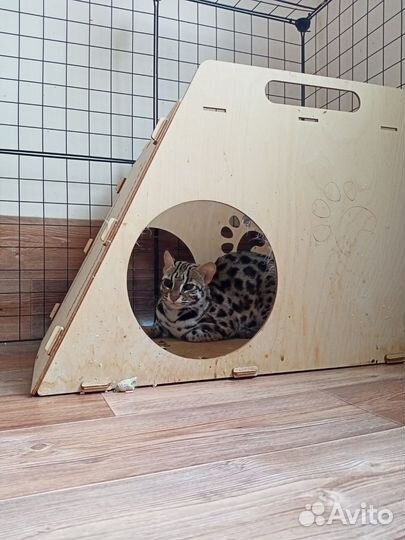 Кошка алк для разведения