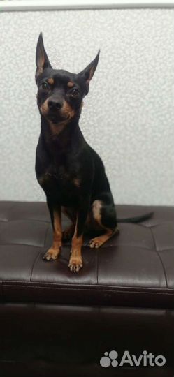 Вязка той-терьер