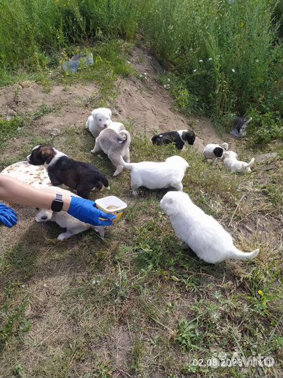 Щенки