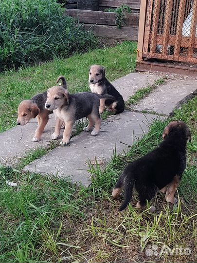 Щенки Русских Гончих