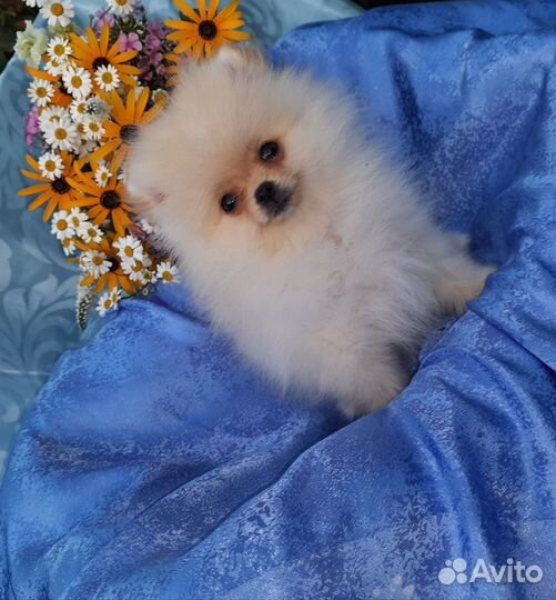 Померанчик Мишка