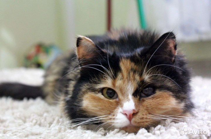 Кошки в добрые руки бесплатно