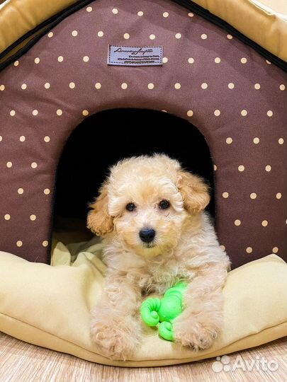 Домик для маленькой собаки или кошки