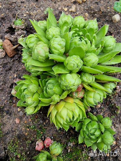 Почвопокровные, сирень