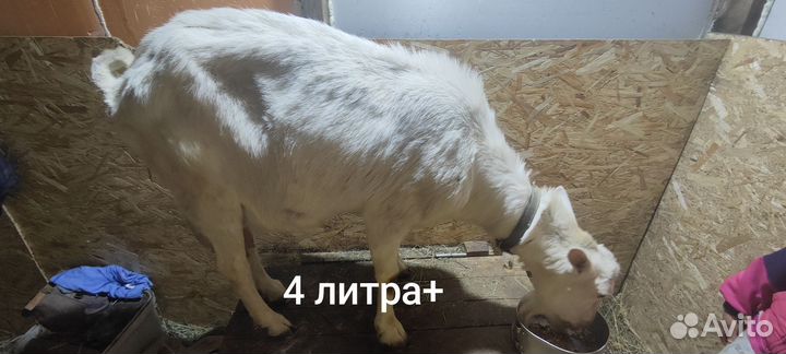 Зааненские козы дойные