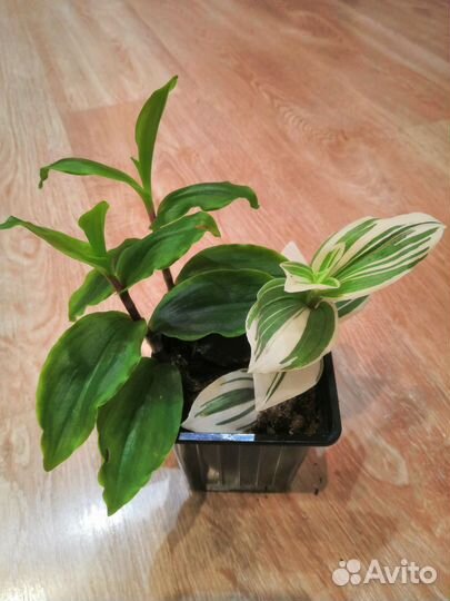 Традесканция