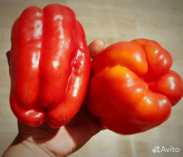 Семена гигантского перца