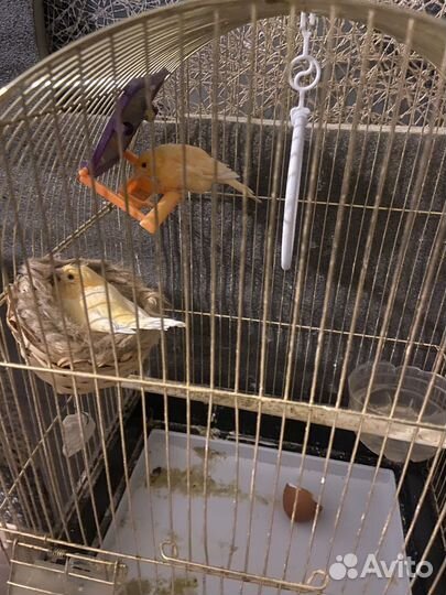 Кенар и канарейка