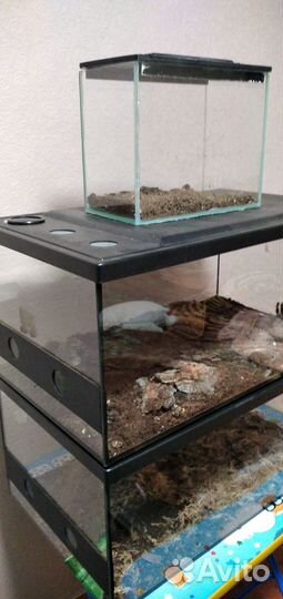 Стеклянный террариум для рептилий или насекомых