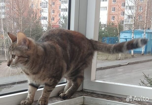 Кошка