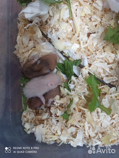 Сирийский хомяк малыш