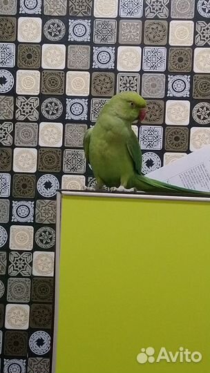 Ожереловый попугай