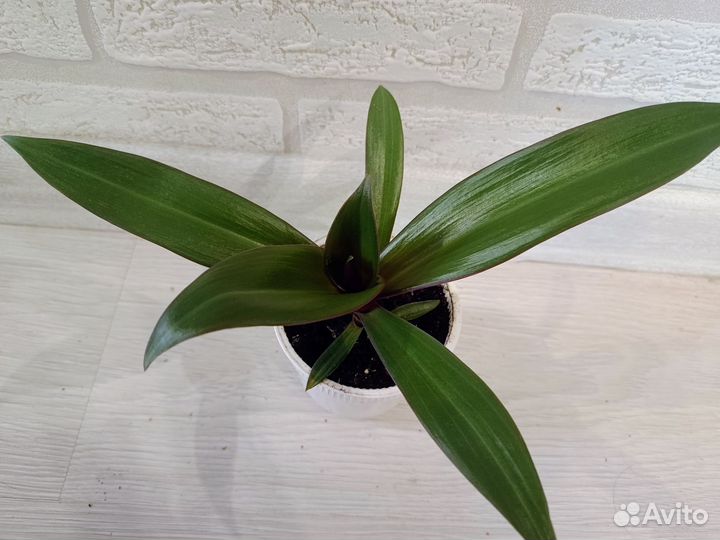 Традесканции, циссус