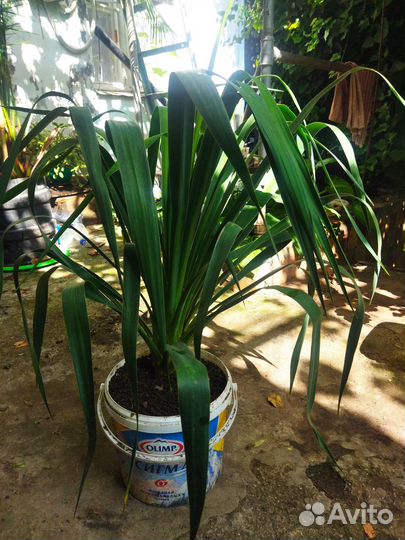 Пальма юкка