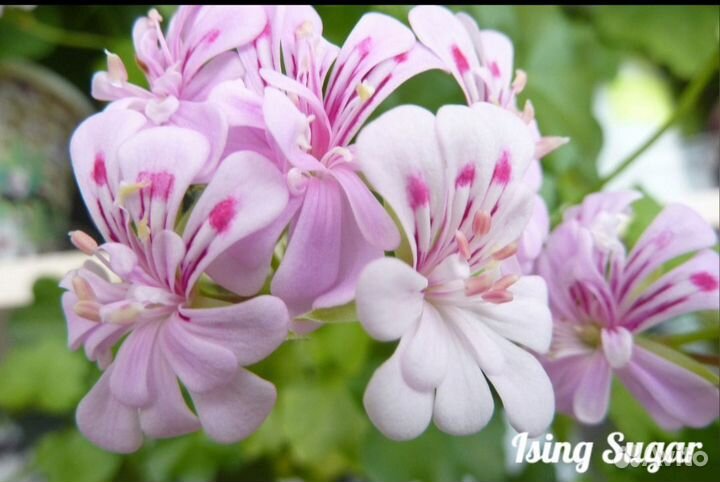 Пеларгония герань плющелистная