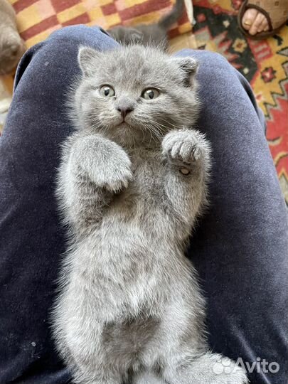 Шотландские котята