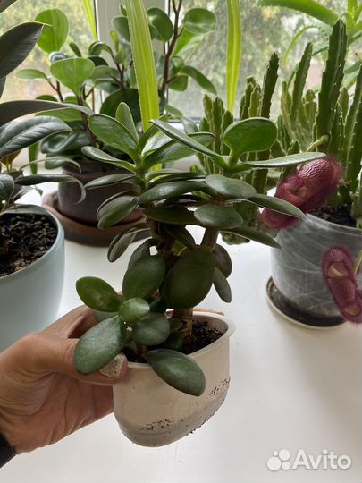 Крассула толстянка/Денежное дерево