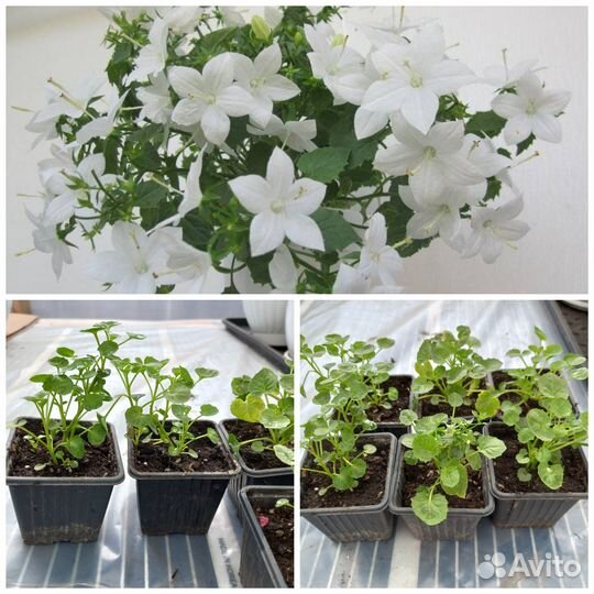 Кампанула невеста