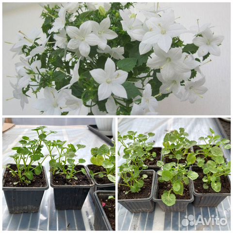 Кампанула невеста