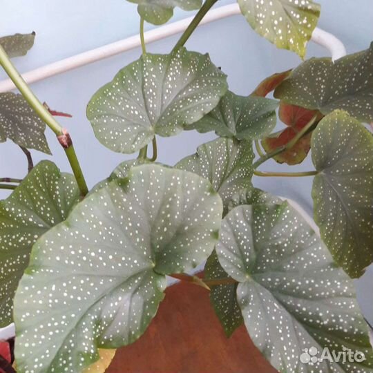 Королевская бегония